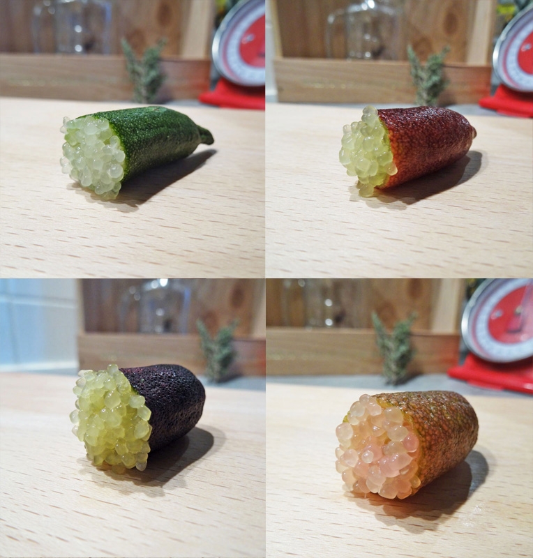 Pack découverte de 4 variétés de citron caviar d'Australie